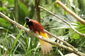 Bird of paradise, Papua New Guinea