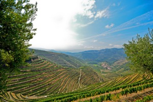 Vineyards near Pinhão, Portugal