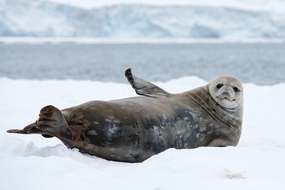 Antarctica cruises - Seal on the ice