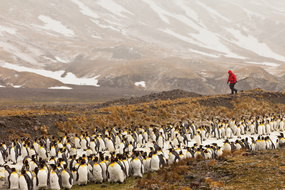 Polar expedition cruises - Penguins in South Georgia
