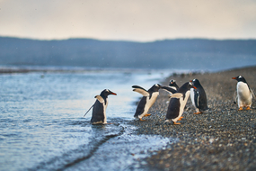 Penguins in the Beagle Channel on a Chilean Fjords & Patagonia cruise