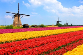 Spring cruises - Tulips in the Netherlands