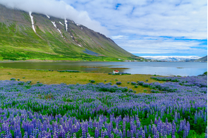 Landscape around Isafjordur, Iceland