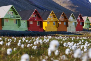 Flowers and colourful houses in Longyearbyen