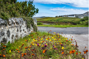 Wildflowers in Lochmaddy, North Uist, Scotland