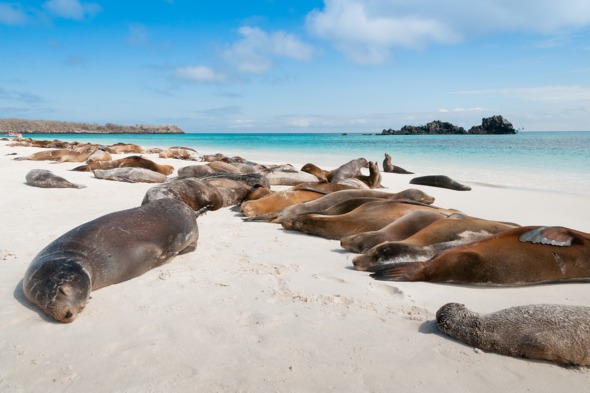 Sea lions on Española Island, Galapagos